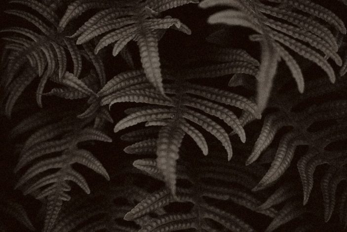Quelques feuilles de fougères sortant de l’ombre, photo noir et blanc