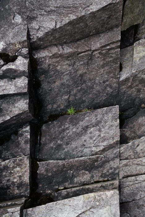 mini plante verte au milieu des rochers