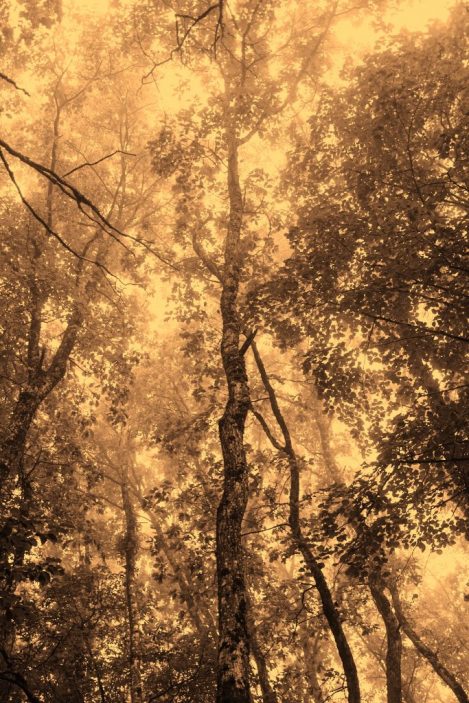arbres dans la brume, bichromie, jaune-orangé noir
